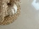 Coral Clay (6).webp